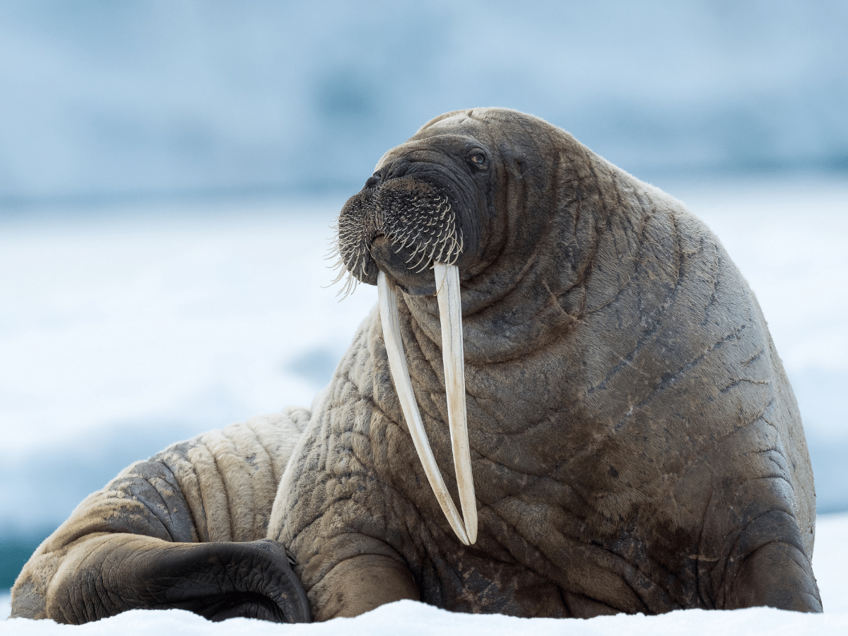 Svalbard Encompassed Svalbard in Depth
