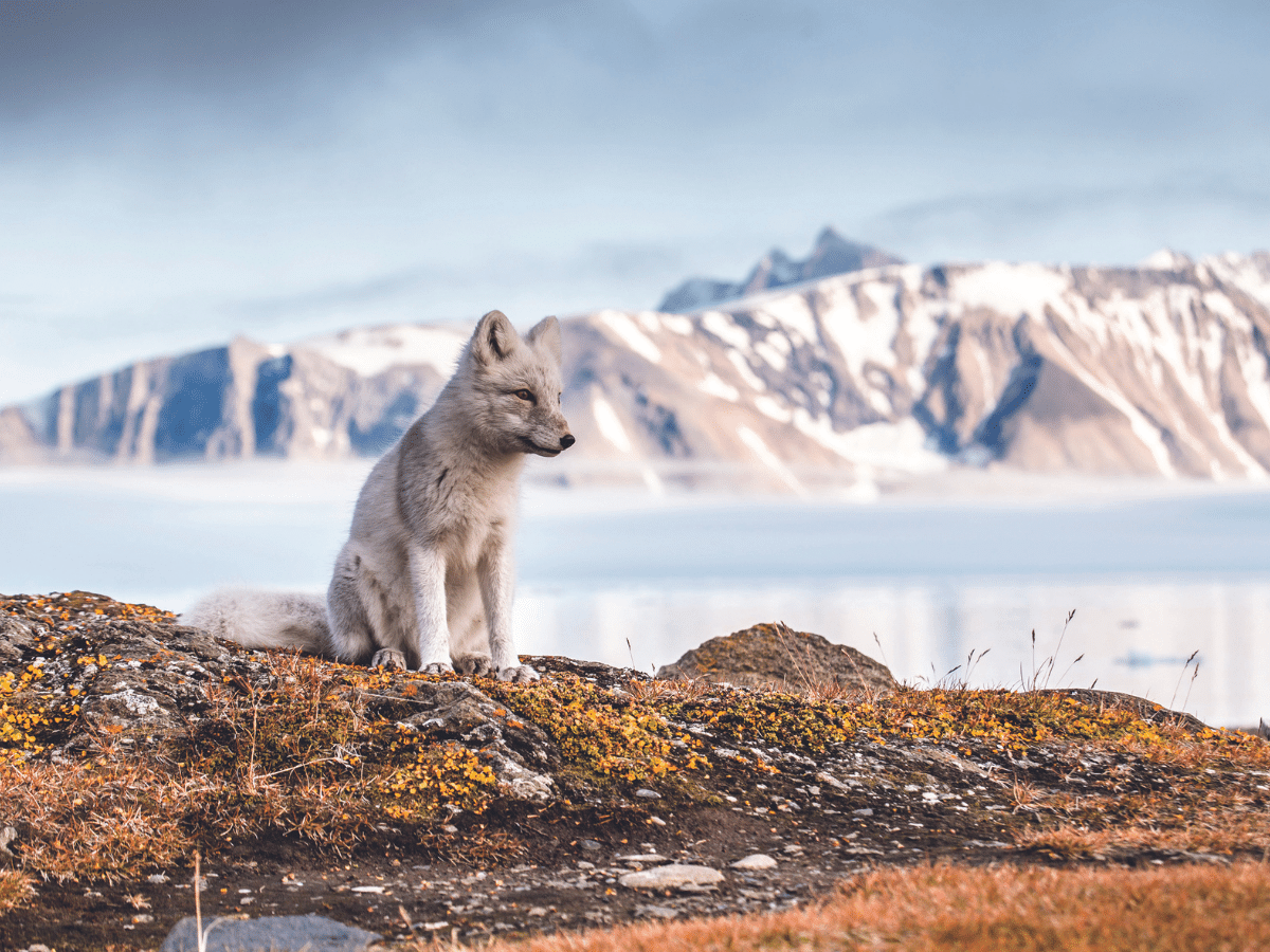 Arctic Discovery: Svalbard, Franz Josef Land and Novaya Zemlya Arctic Discovery: Svalbard, Franz Josef Land and Novaya Zemlya
