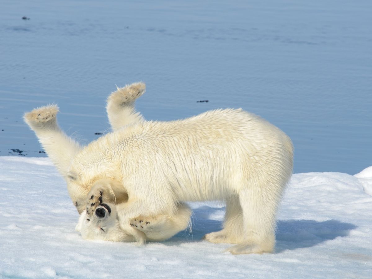 Arctic Discovery